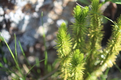 Huperzia appressa