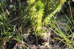 Huperzia appressa
