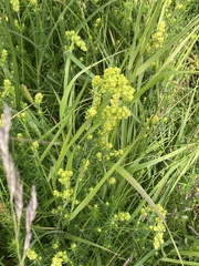 Galium verum