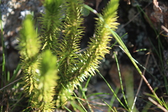Huperzia appressa