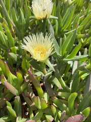 Carpobrotus edulis