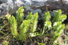 Huperzia appressa