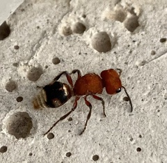 Pseudomethoca vanduzei