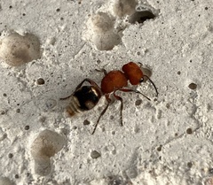 Pseudomethoca vanduzei