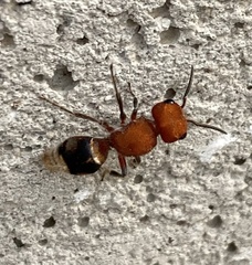 Pseudomethoca vanduzei