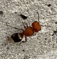 Pseudomethoca vanduzei