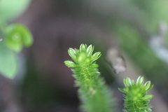 Huperzia appressa