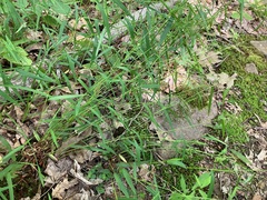 Dichanthelium dichotomum