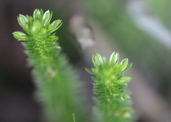 Huperzia appressa