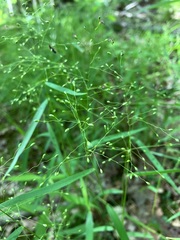 Dichanthelium dichotomum