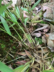 Dichanthelium dichotomum