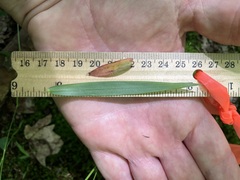 Dichanthelium dichotomum