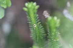 Huperzia appressa