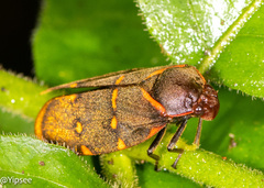 Phymatostetha triseriata