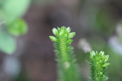 Huperzia appressa