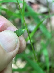 Dichanthelium dichotomum