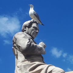 Larus michahellis