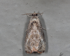 Olethreutes corylana