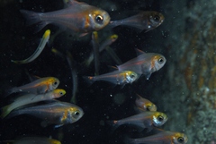 Pempheris klunzingeri