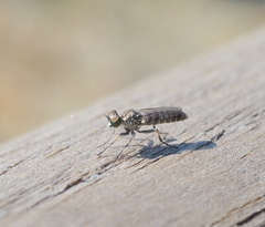 Stichopogon elegantulus