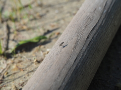 Stichopogon elegantulus