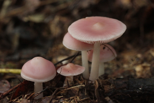 Rosy Bonnet
