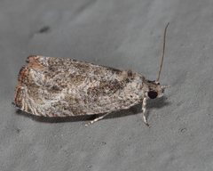 Olethreutes corylana