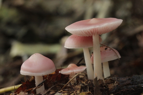 Mycena rosea image