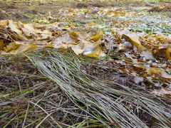 Phyllospadix scouleri