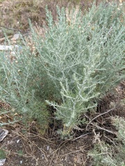 Artemisia taurica