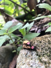 Chauliognathus faustus