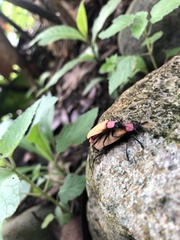 Chauliognathus faustus