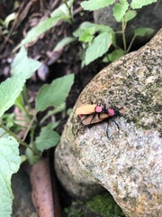 Chauliognathus faustus