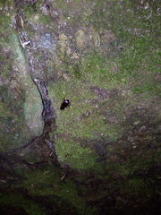 Laemostenus acutangulus