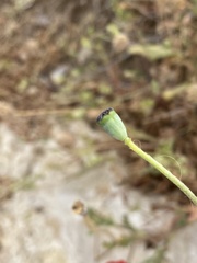 Papaver umbonatum