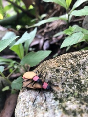 Chauliognathus faustus