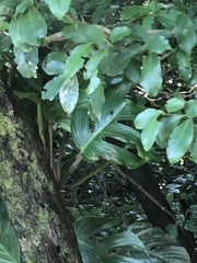 Monstera monteverdensis