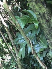 Monstera monteverdensis