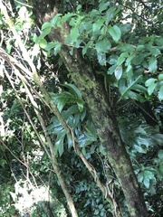 Monstera monteverdensis