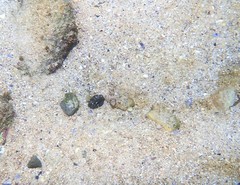 Centropogon australis