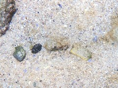 Centropogon australis