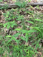 Dichanthelium latifolium