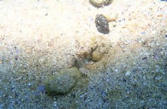 Centropogon australis
