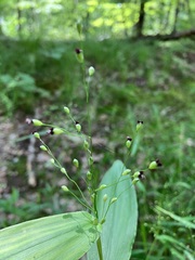 Dichanthelium latifolium