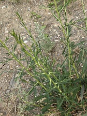 Lepidium graminifolium