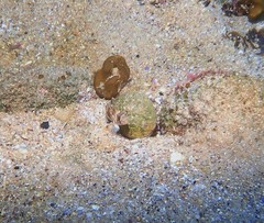 Centropogon australis