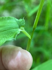 Dichanthelium latifolium