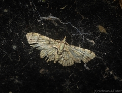 Chloroclystis guttifera