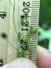 Dichanthelium latifolium