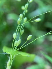 Dichanthelium latifolium
